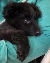 AMICO, Hund, Kroatischer Schäferhund-Mix in Kroatien - Bild 9
