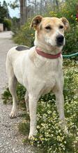SARA, Hund, Mischlingshund in Griechenland - Bild 10