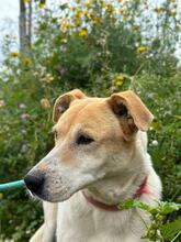 SARA, Hund, Mischlingshund in Griechenland - Bild 3