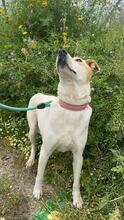 SARA, Hund, Mischlingshund in Griechenland - Bild 4