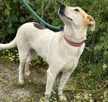 SARA, Hund, Mischlingshund in Griechenland - Bild 5