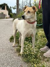 SARA, Hund, Mischlingshund in Griechenland - Bild 6