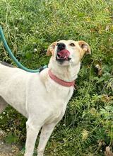 SARA, Hund, Mischlingshund in Griechenland - Bild 7