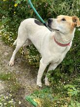SARA, Hund, Mischlingshund in Griechenland - Bild 8