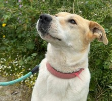 SARA, Hund, Mischlingshund in Griechenland - Bild 9