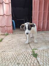 YACOB, Hund, Mischlingshund in Griechenland - Bild 3