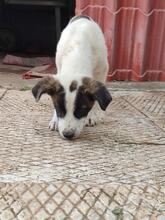 YACOB, Hund, Mischlingshund in Griechenland - Bild 4
