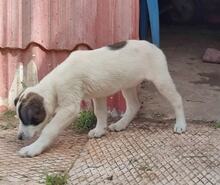 YACOB, Hund, Mischlingshund in Griechenland - Bild 5