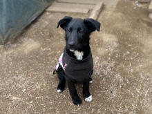 SPIKE, Hund, Mischlingshund in Nordmazedonien - Bild 1