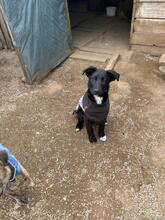 SPIKE, Hund, Mischlingshund in Nordmazedonien - Bild 2