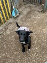 SPIKE, Hund, Mischlingshund in Nordmazedonien - Bild 3