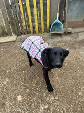 SPIKE, Hund, Mischlingshund in Nordmazedonien - Bild 4