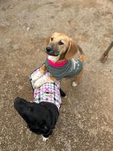 SPIKE, Hund, Mischlingshund in Nordmazedonien - Bild 5