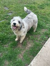 MARCIA, Hund, Mioritic Hirtenhund in Rumänien - Bild 1
