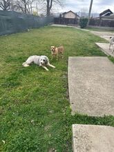 MARCIA, Hund, Mioritic Hirtenhund in Rumänien - Bild 2