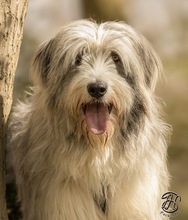 MARCIA, Hund, Mischlingshund in Solingen