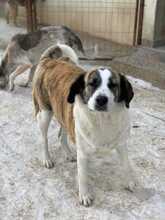 XENA, Hund, Mischlingshund in Rumänien - Bild 1