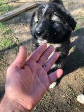 DROPS, Hund, Mischlingshund in Rumänien - Bild 1