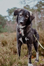 DROPS, Hund, Mischlingshund in Niederkassel