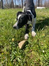 CLOE, Hund, Mischlingshund in Italien - Bild 3