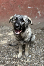 NADA, Hund, Mischlingshund in Kroatien - Bild 2