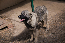 NADA, Hund, Mischlingshund in Kroatien - Bild 4
