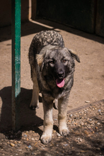 NADA, Hund, Mischlingshund in Kroatien - Bild 5