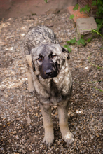 NADA, Hund, Mischlingshund in Kroatien - Bild 6