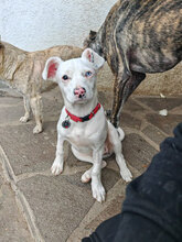 ALBINA, Hund, Mischlingshund in Rumänien - Bild 2