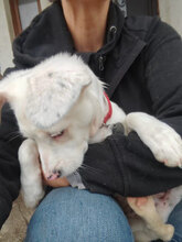 ALBINA, Hund, Mischlingshund in Rumänien - Bild 3