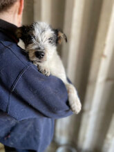 LUCA, Hund, Mischlingshund in Rumänien - Bild 1