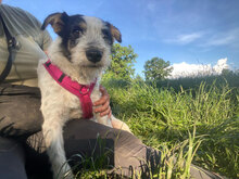 LUCA, Hund, Mischlingshund in Rumänien - Bild 10