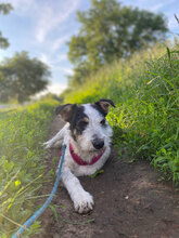 LUCA, Hund, Mischlingshund in Rumänien - Bild 11