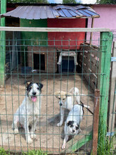 LUCA, Hund, Mischlingshund in Rumänien - Bild 13