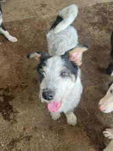 LUCA, Hund, Mischlingshund in Rumänien - Bild 8