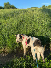 LUCA, Hund, Mischlingshund in Rumänien - Bild 9