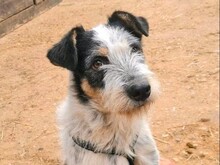 LUCA, Hund, Mischlingshund in Kerpen