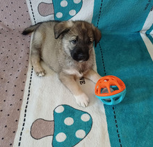 ROCKY, Hund, Mischlingshund in Rumänien - Bild 1