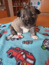 ROCKY, Hund, Mischlingshund in Rumänien - Bild 4