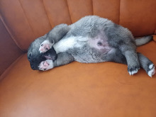 ROCKY, Hund, Mischlingshund in Rumänien - Bild 5