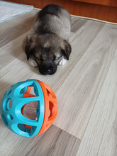 ROCKY, Hund, Mischlingshund in Rumänien - Bild 6
