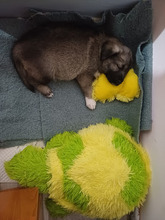 ROCKY, Hund, Mischlingshund in Rumänien - Bild 8