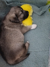 ROCKY, Hund, Mischlingshund in Rumänien - Bild 9
