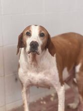 ATHENA, Hund, Mischlingshund in Griechenland