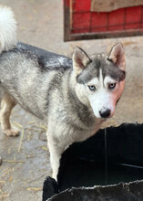 DONNA, Hund, Siberian Husky in Rumänien - Bild 10