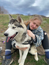 DONNA, Hund, Siberian Husky in Rumänien - Bild 11