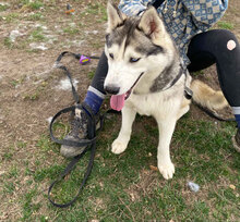 DONNA, Hund, Siberian Husky in Rumänien - Bild 12