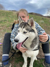 DONNA, Hund, Siberian Husky in Rumänien - Bild 13