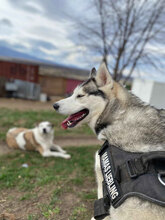 DONNA, Hund, Siberian Husky in Rumänien - Bild 9