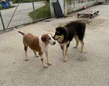 LISA, Hund, Mischlingshund in Griechenland